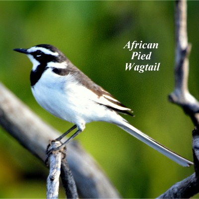 African Pied Wagtail